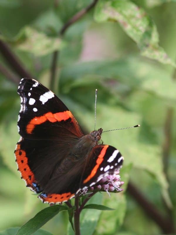 Butterfly & Bee Garden - Holiday Park Perranporth